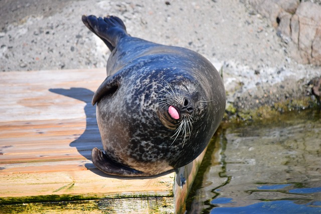 Seal on a dock
